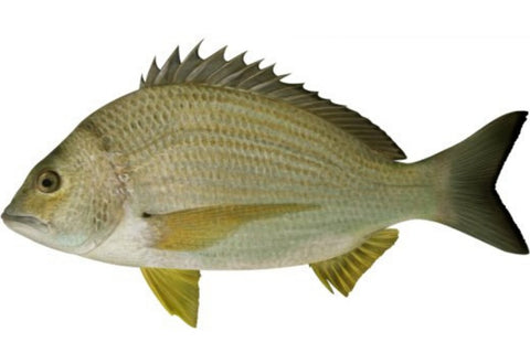 BREAM