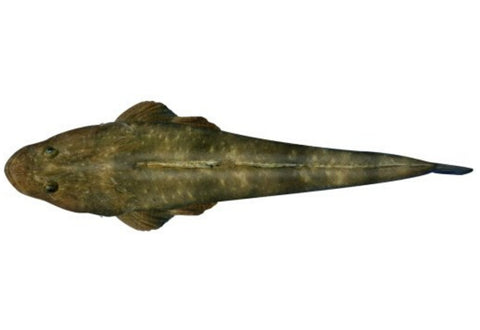 FLATHEAD