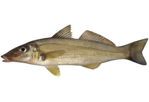 WHITING