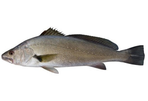 MULLOWAY